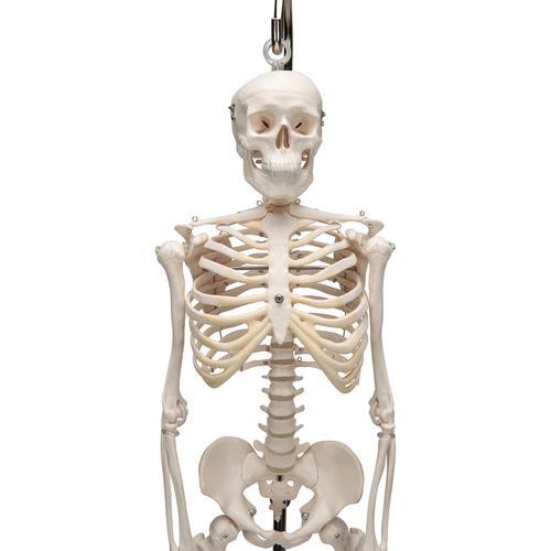 Mini Human Skeleton Model Shorty on Hanging Stand, Half Natural Size - 3B Smart Anatomy, 1000040 [A18/1], Mini Skeleton Models