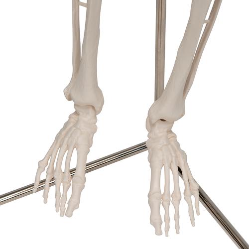 迷你型人体骨骼模型，带悬挂架 , 1000040 [A18/1], 微型骨骼架模型