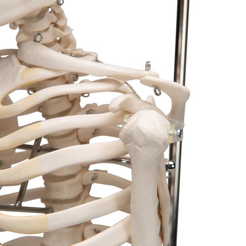 미니 전신 골격모형(고리 걸쇠형)Mini Human Skeleton Model Shorty on Hanging Stand, Half Natural Size - 3B Smart Anatomy, 1000040 [A18/1], 소형 인체 골격 모형