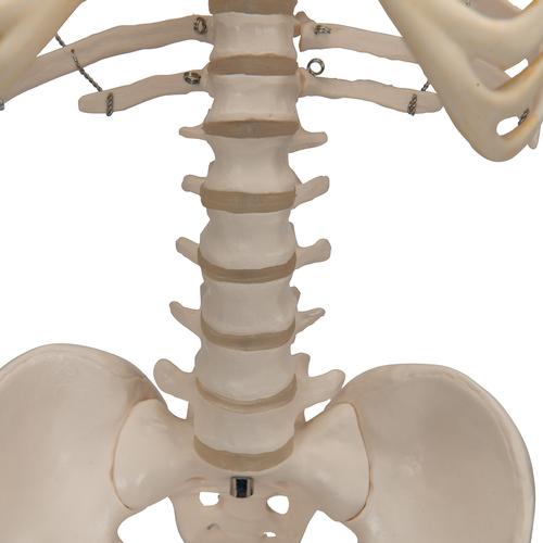 Mini Human Skeleton Model Shorty on Hanging Stand, Half Natural Size - 3B Smart Anatomy, 1000040 [A18/1], Mini Skeleton Models