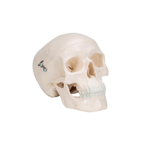 Mini-crânio, em 3 partes, 1000041 [A18/15], Modelo de crânio