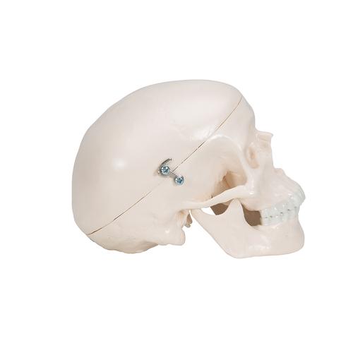 Mini Anatomie Modell Menschlicher Schädel, 3-teilig (Kalotte, Schädelbasis & Unterkiefer) - 3B Smart Anatomy, 1000041 [A18/15], Schädelmodelle