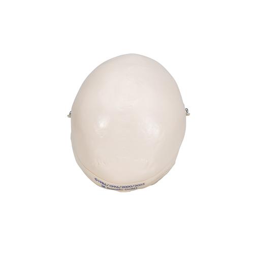 Mini-cr&acirc;nio, em 3 partes, 1000041 [A18/15], Modelo de cr&acirc;nio