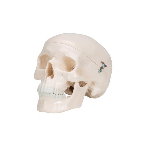 Mini Human Skull Model, 3-part (Skullcap, Base of Skull, Mandible) - 3B Smart Anatomy, 1000041 [A18/15], Human Skull Models