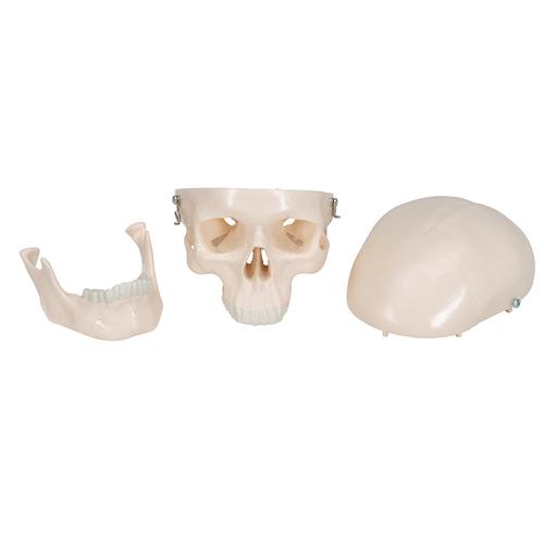 Mini Anatomie Modell Menschlicher Sch&auml;del, 3-teilig (Kalotte, Sch&auml;delbasis & Unterkiefer), 1000041 [A18/15], Sch&auml;delmodelle