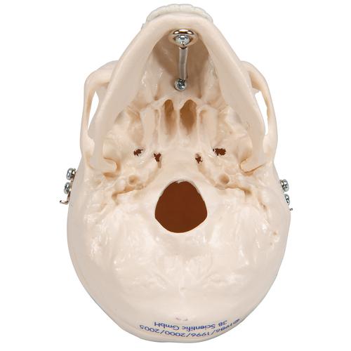 Mini Human Skull Model, 3-part (Skullcap, Base of Skull, Mandible) - 3B Smart Anatomy, 1000041 [A18/15], Human Skull Models