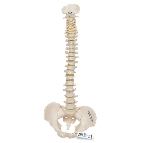微型脊柱，活动安装 - 3B Smart Anatomy, 1000042 [A18/20], 微型骨骼架模型