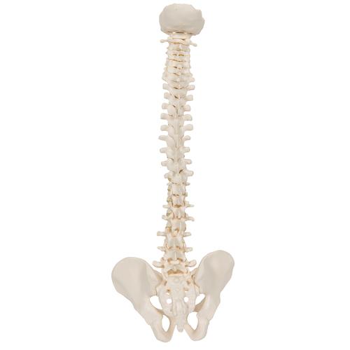 Mini Human Spinal Column Model, Flexible Mounted - 3B Smart Anatomy, 1000042 [A18/20], Mini Skeleton Models