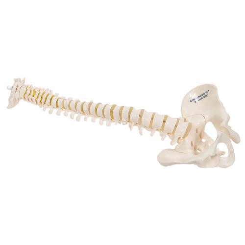 Mini gerincoszlop, rugalmas - 3B Smart Anatomy, 1000042 [A18/20], Mini csontváz modellek