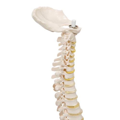Mini Anatomie Modell Menschliche Wirbels&auml;ule, beweglich und mit Becken, ohne Stativ, 1000042 [A18/20], Mini-Skelett Modelle