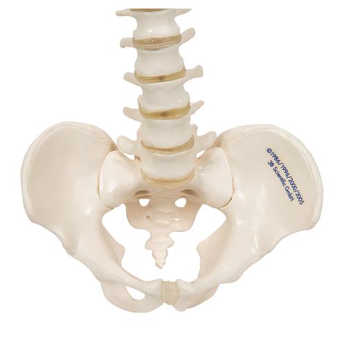 50cm Menschliche Lendenwirbel Becken Skelett Modell Spielzeug 