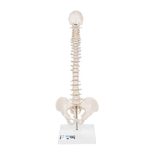 Columna vertebral miniatura, elástica, sobre soporte - 3B Smart Anatomy, 1000043 [A18/21], Modelos de Columna vertebral