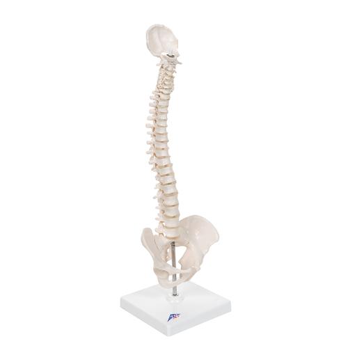 탄력성이 있는 소형 척추 모형 Mini Human Spinal Column Model - Flexible, on Base - 3B Smart Anatomy, 1000043 [A18/21], 인체 척추 모형