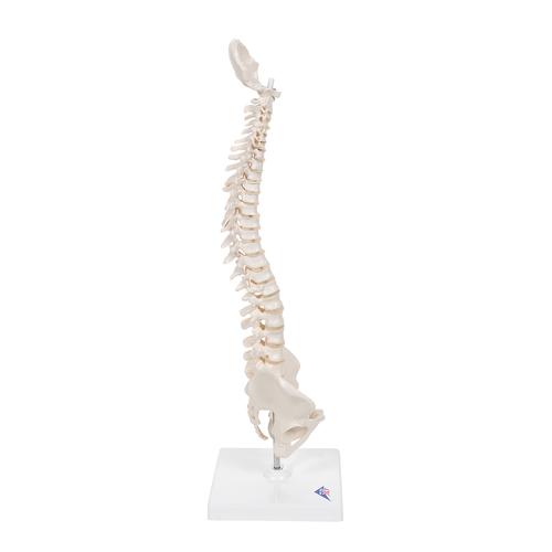 탄력성이 있는 소형 척추 모형 Mini Human Spinal Column Model - Flexible, on Base - 3B Smart Anatomy, 1000043 [A18/21], 소형 인체 골격 모형