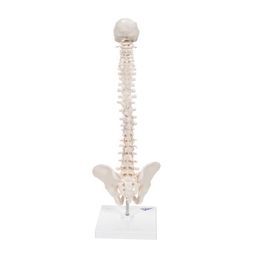 소형 척추 모형 Mini Human Spinal Column Model - Flexible, on Base - 3B Smart Anatomy, 1000043 [A18/21], 인체 척추 모형