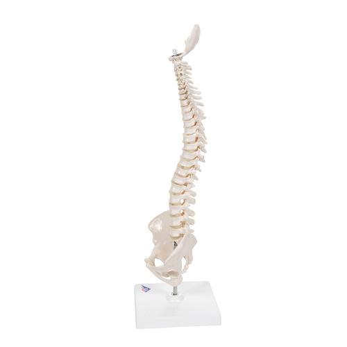 탄력성이 있는 소형 척추 모형 Mini Human Spinal Column Model - Flexible, on Base - 3B Smart Anatomy, 1000043 [A18/21], 소형 인체 골격 모형