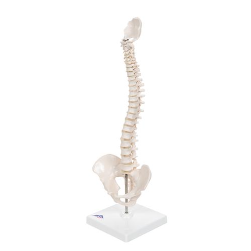 Colonne vertébrale miniature, élastique, sur support - 3B Smart Anatomy, 1000043 [A18/21], Modèles de squelettes humains taille réduite