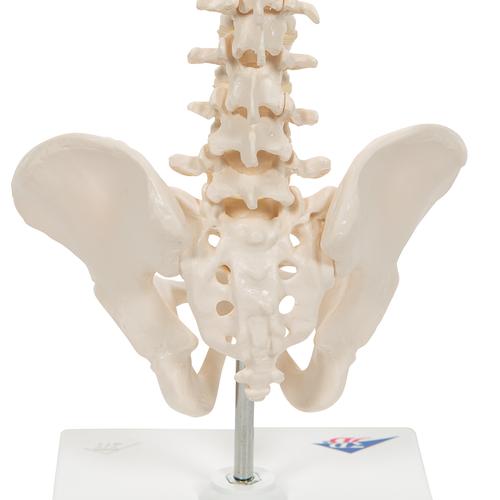 Mini Anatomie Modell Menschliche Wirbelsäule, beweglich und mit Becken, auf Stativ - 3B Smart Anatomy, 1000043 [A18/21], Wirbelsäulenmodelle
