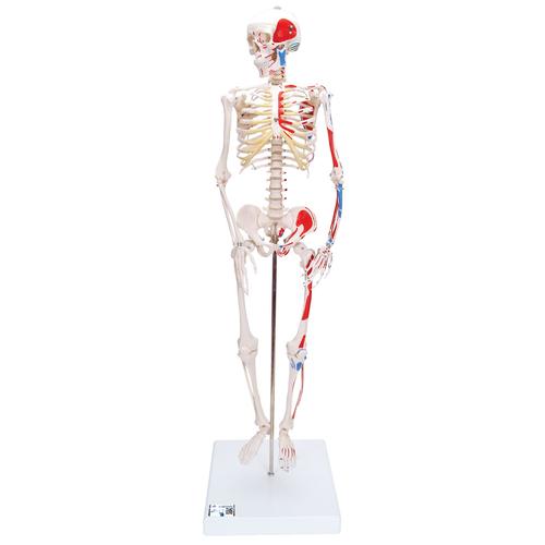 Mini Human Skeleton Shorty with Painted Muscles, Pelvic Mounted, Half Natural Size - 3B Smart Anatomy, 1000044 [A18/5], Mini Skeleton Models