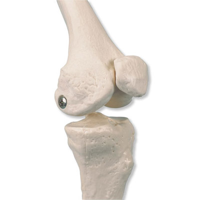 소형 전신골격 모형 (근육채색, 스탠드 장착형)  Mini Human Skeleton Shorty with Painted Muscles, Pelvic Mounted, Half Natural Size  - 3B Smart Anatomy, 1000044 [A18/5], 소형 인체 골격 모형