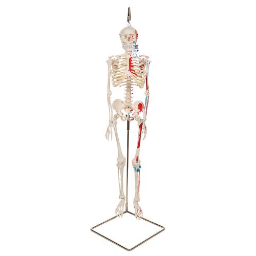 迷你骨骼肌肉模型“Shorty”，带可悬挂支架 - 3B Smart Anatomy, 1000045 [A18/6], 微型骨骼架模型