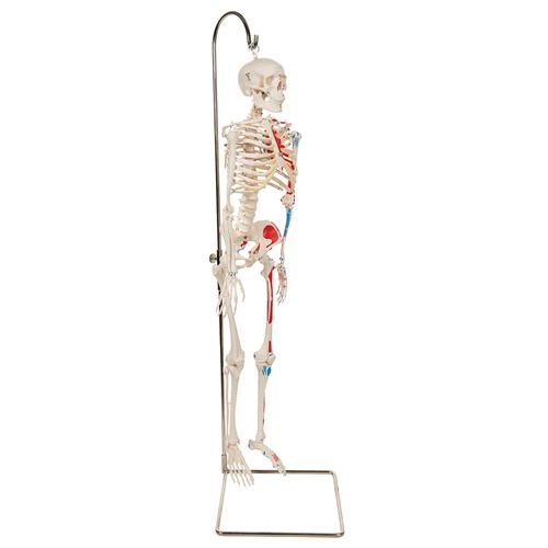 Модель мини-скелета «Shorty», с разметкой мышц, подвешиваемая на стойке - 3B Smart Anatomy, 1000045 [A18/6], Модели мини-скелетов