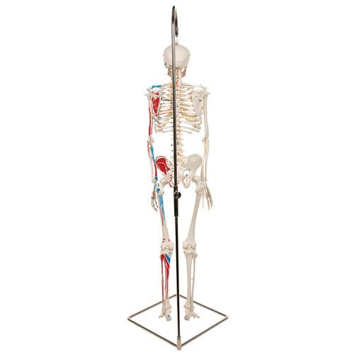 Mini esqueleto „Shorty“ com músculos pintados, pendurado em pé de apoio, 1000045 [A18/6], Modelo de mini-esqueletos