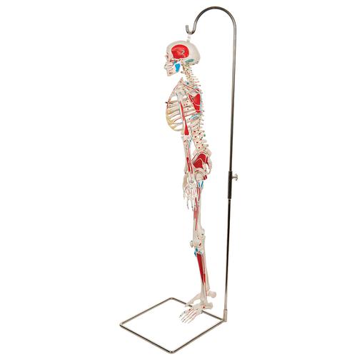 Mini scheletro "Shorty" con rappresentazione a colori dei muscoli, su stativo pensile - 3B Smart Anatomy, 1000045 [A18/6], Mini-Scheletro