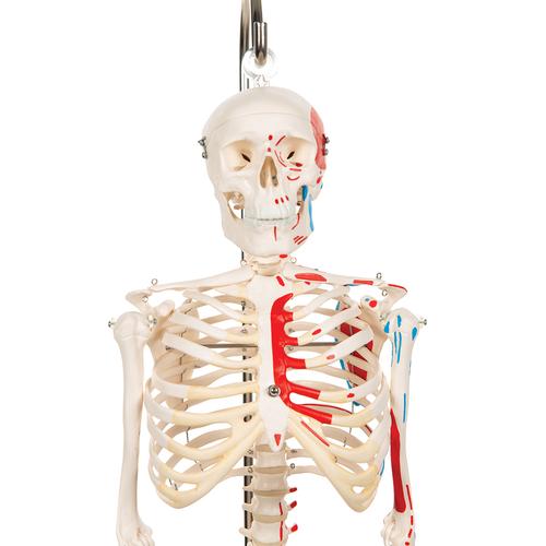 Miniesqueleto “Shorty” con músculos pintados, sobre soporte colgante - 3B Smart Anatomy, 1000045 [A18/6], Esqueletos en miniatura