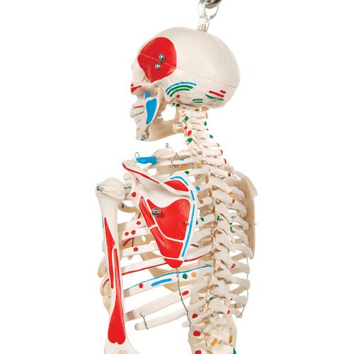 „Picúr” minicsontváz („Shorty”) festett izmokkal, függesztő állványon - 3B Smart Anatomy, 1000045 [A18/6], Mini csontváz modellek