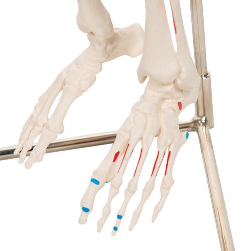 미니 전신골격 “Shorty" Mini Human Skeleton - Shorty - with painted muscles, on hanging stand - 3B Smart Anatomy, 1000045 [A18/6], 소형 인체 골격 모형