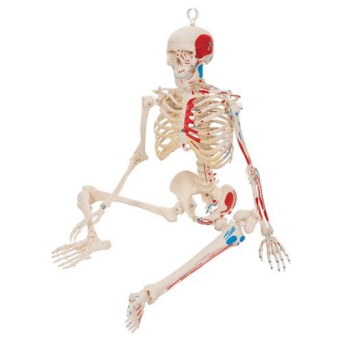 Mini esqueleto „Shorty“ com músculos pintados, pendurado em pé de apoio, 1000045 [A18/6], Modelo de mini-esqueletos