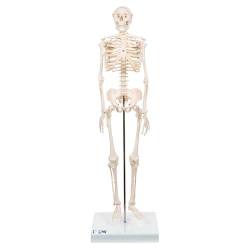 Mini Human Skeleton Model Shorty, Half Natural Size - 3B Smart Anatomy, 1000039 [A18], Mini Skeleton Models