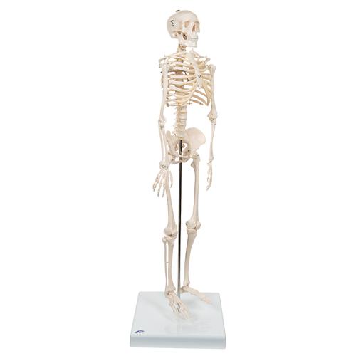 Mini iskelet „Shorty“, ayaklık üzerinde - 3B Smart Anatomy, 1000039 [A18], Mini Skeleton Modelleri