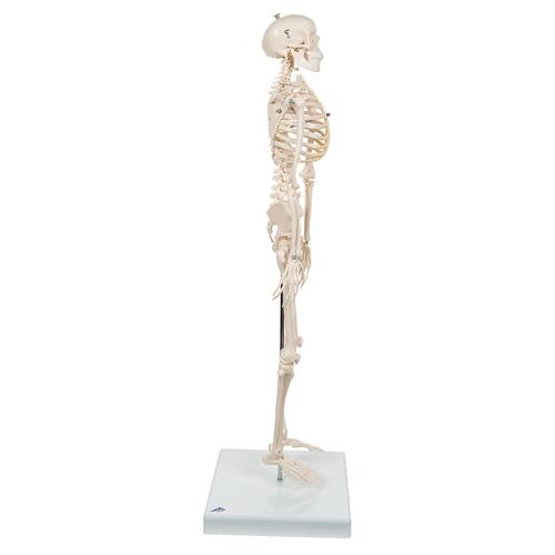 Mini-squelette "Shorty", sur socle - 3B Smart Anatomy, 1000039 [A18], Modèles de squelettes humains taille réduite