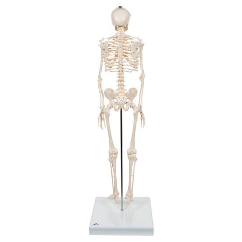 Mini Skelett Modell "Shorty", mit 3-teiligem Schädel, auf Sockel - 3B Smart Anatomy, 1000039 [A18], Mini-Skelett Modelle