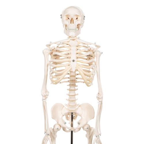 미니 전신 골격(스탠드 장착형)
Mini Skeleton - Shorty - mounted on a base - 3B Smart Anatomy, 1000039 [A18], 소형 인체 골격 모형
