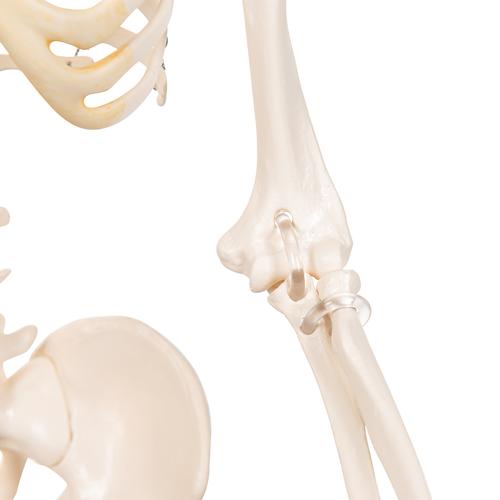 Модель мини-скелета «Shorty», на подставке - 3B Smart Anatomy, 1000039 [A18], Модели мини-скелетов