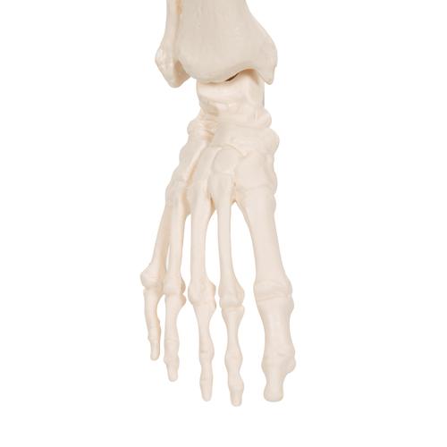 „Picúr” minicsontváz („Shorty”), talapzatra rögzítve - 3B Smart Anatomy, 1000039 [A18], Mini csontváz modellek