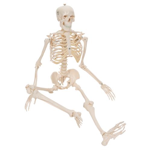 „Picúr” minicsontváz („Shorty”), talapzatra rögzítve - 3B Smart Anatomy, 1000039 [A18], Mini csontváz modellek