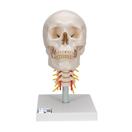 Crânio montado sobre a coluna cervical, 4 peças, 1020160 [A20/1], Modelo de coluna vertebral