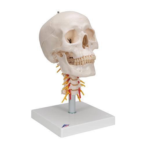 Crâne sur colonne vertébrale cervicale, en 4 parties - 3B Smart Anatomy, 1020160 [A20/1], Modèles de moulage de crânes humains