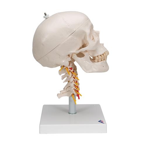 Klasik kafatası, boyun omurları üzerinde, 4 parçalı - 3B Smart Anatomy, 1020160 [A20/1], Omurga Modelleri