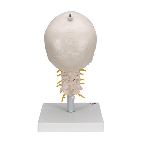 경추가 포함된 두개골 모형, 4파트 분리형 Human Skull Model on Cervical Spine, 4 part - 3B Smart Anatomy, 1020160 [A20/1], 인체 척추 모형