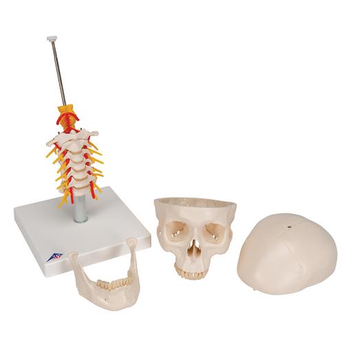 경추가 포함된 두개골 모형, 4파트 분리형 Human Skull Model on Cervical Spine, 4 part - 3B Smart Anatomy, 1020160 [A20/1], 두개골 모형