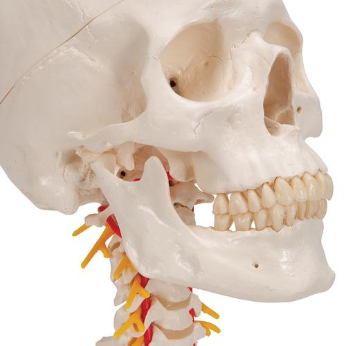 경추가 포함된 두개골 모형, 4파트 분리형 Human Skull Model on Cervical Spine, 4 part - 3B Smart Anatomy, 1020160 [A20/1], 인체 척추 모형