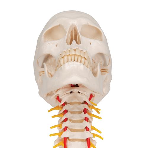 Crâne sur colonne vertébrale cervicale, en 4 parties - 3B Smart Anatomy, 1020160 [A20/1], Modèles de moulage de crânes humains