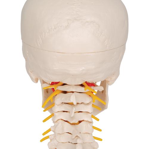 경추가 포함된 두개골 모형, 4파트 분리형 Human Skull Model on Cervical Spine, 4 part - 3B Smart Anatomy, 1020160 [A20/1], 척추뼈 모형