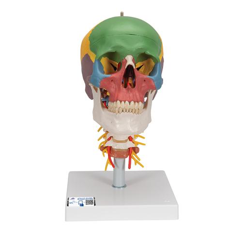 Didactic Human Skull Model on Cervical Spine, 4 part - 3B Smart Anatomy, 1020161 [A20/2], Human Skull Models