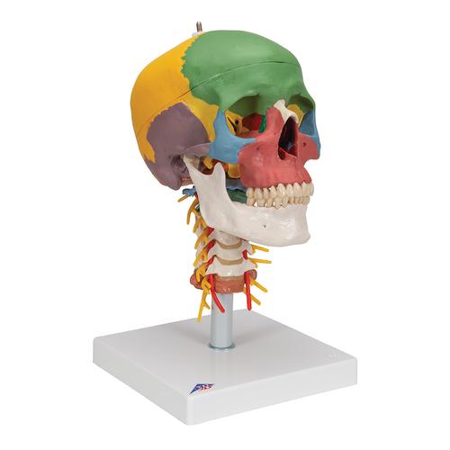 Öğretici kafatası, boyun omurları üzerinde, 4 parçalı - 3B Smart Anatomy, 1020161 [A20/2], Kafatası Modelleri